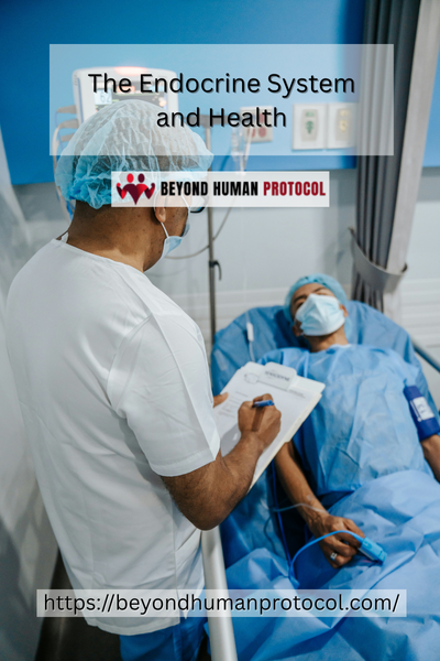 The Endocrine System and Health
